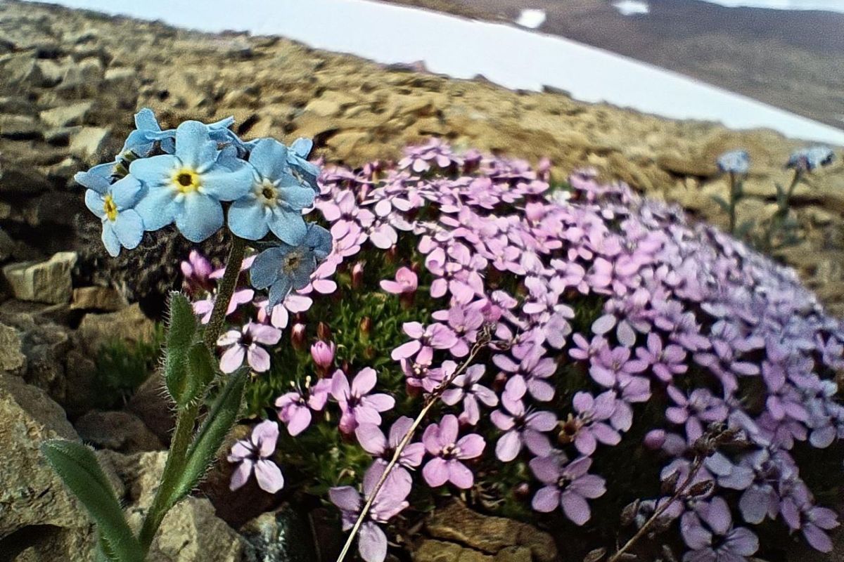 Романтический сёрфинг на леднике (всё включено)