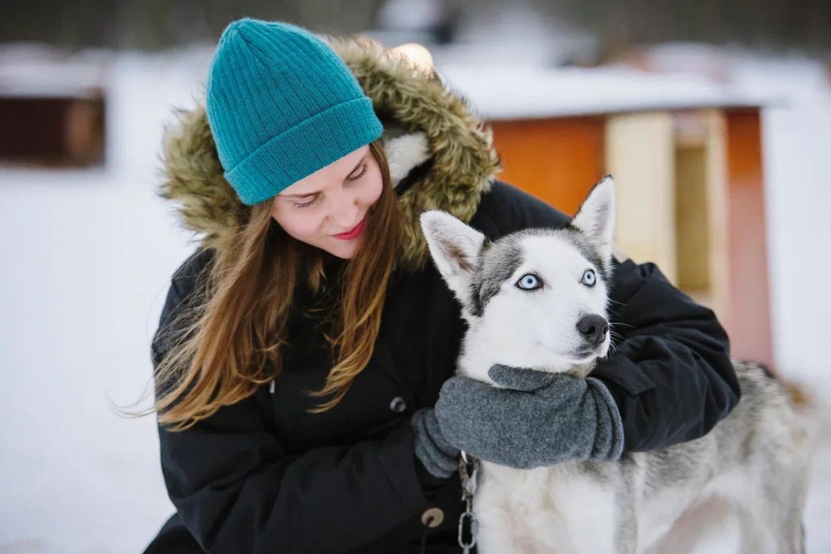 Хаски и олени: экскурсия в карельский питомник