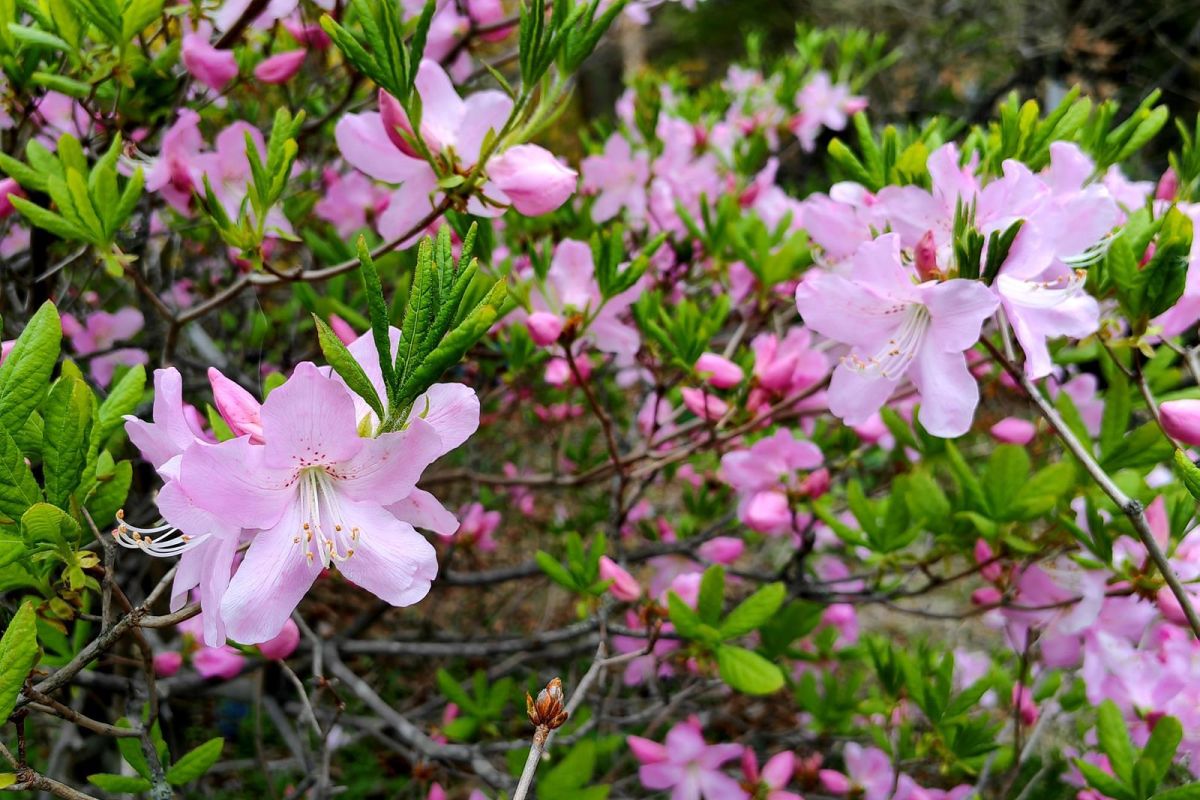 Тур "Дыхание весны у моря" (1 - 6 мая 2026)