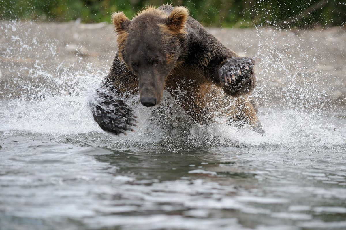 Вертолетная экскурсия на Курильское озеро, Ксудач и Ходуткинские источники