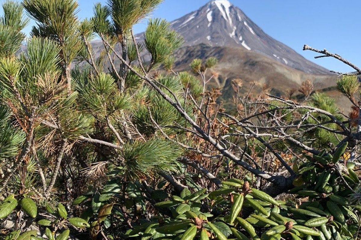Вулканы Южно-Камчатской группы