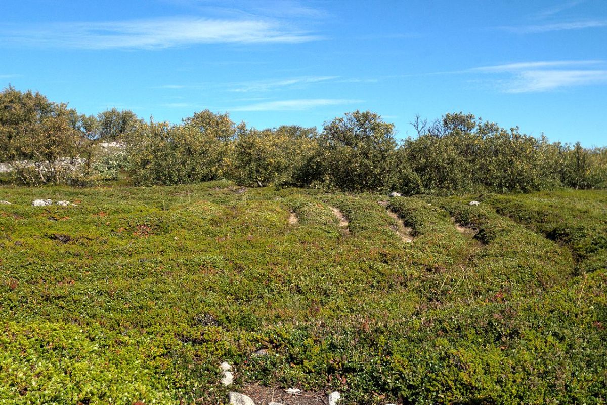 3 дня - о. Немецкий (Кузова) - о. Соловецкий