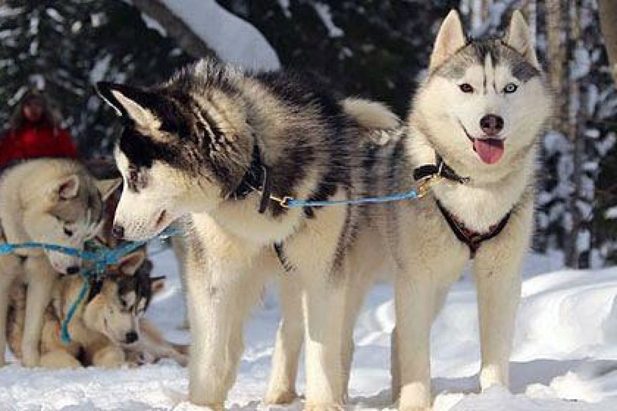 Хаски и олени: экскурсия в карельский питомник