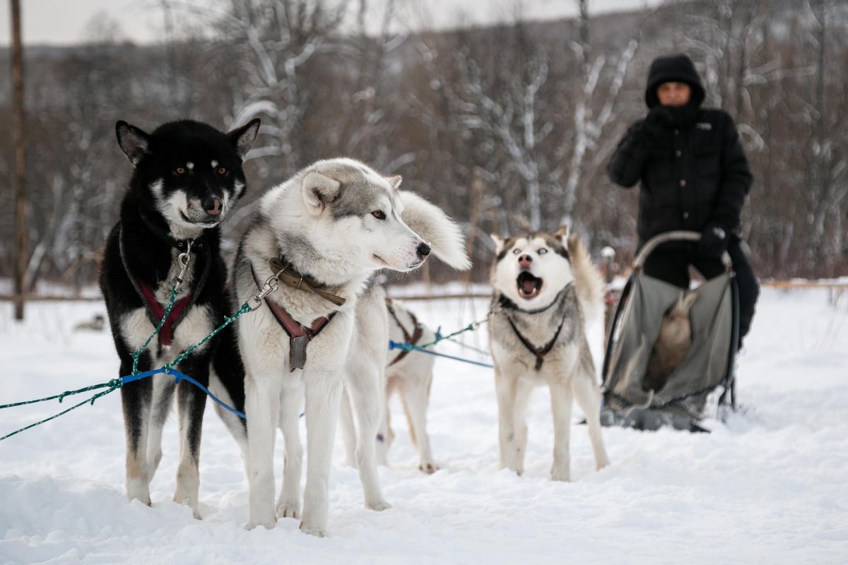 Катание на собачьих упряжках, купание в радоновых источниках