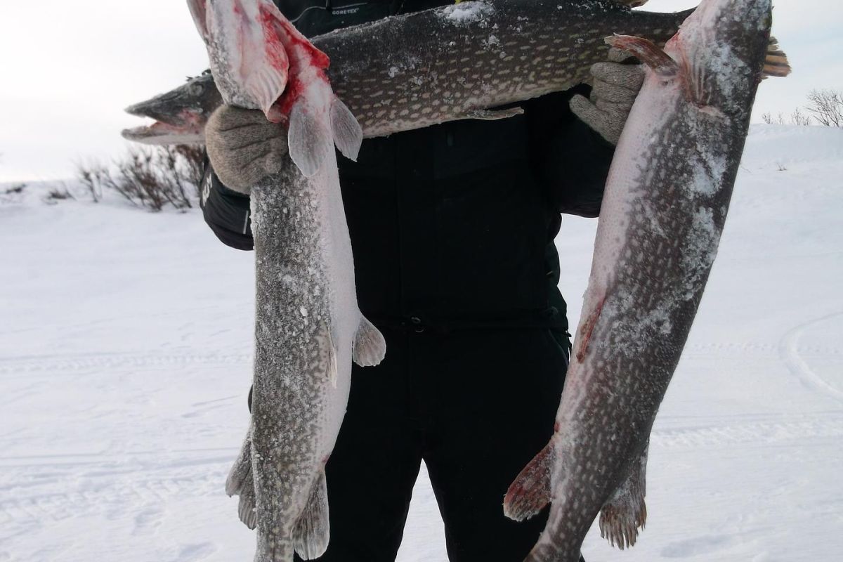 Озеро Майниц - жемчужина Чукотки (март-апрель, подлёдная рыбалка)
