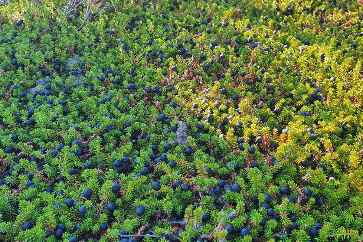 Озеро Красное – трофейная рыбалка в центральной Чукотке