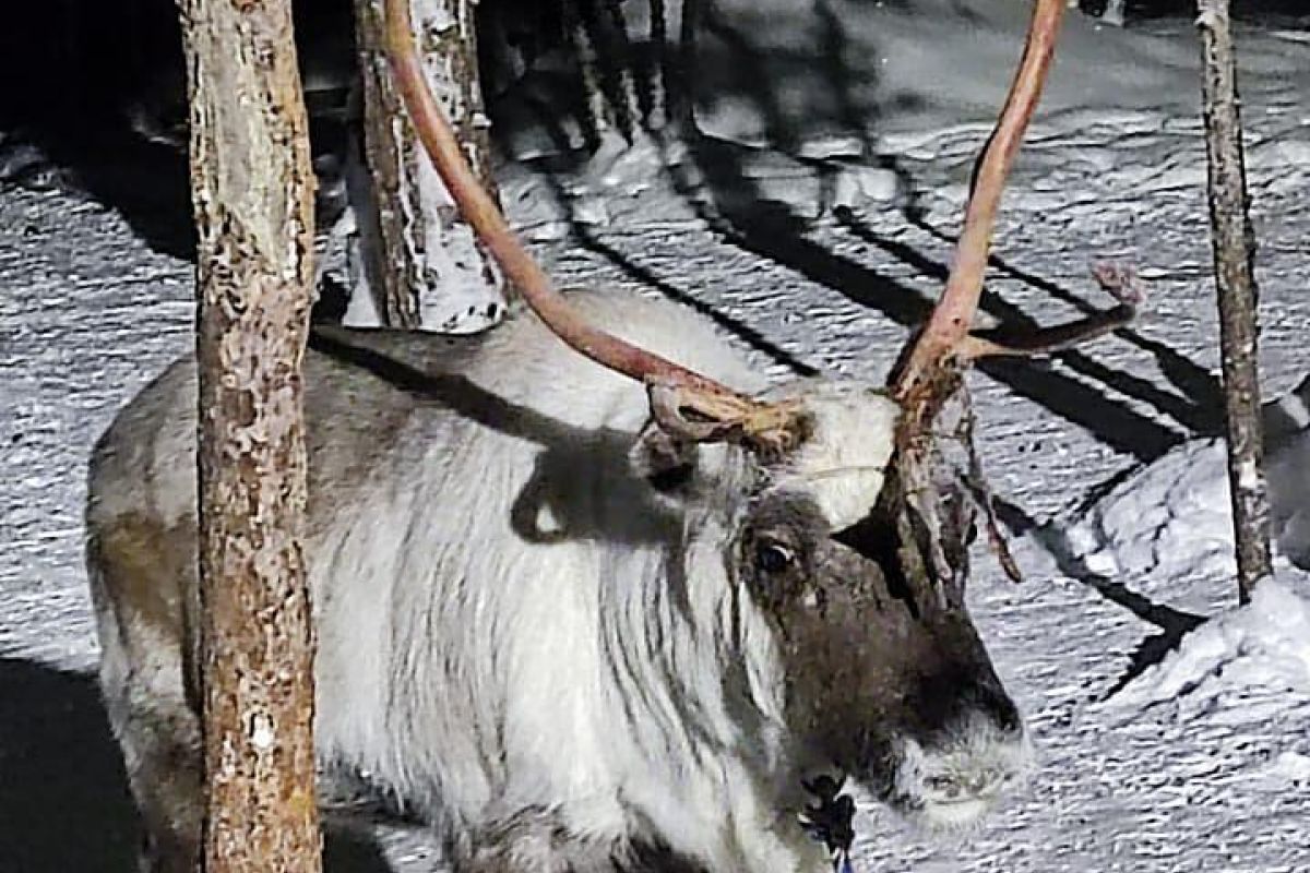 Зимняя магия Кольского (январь-апрель)