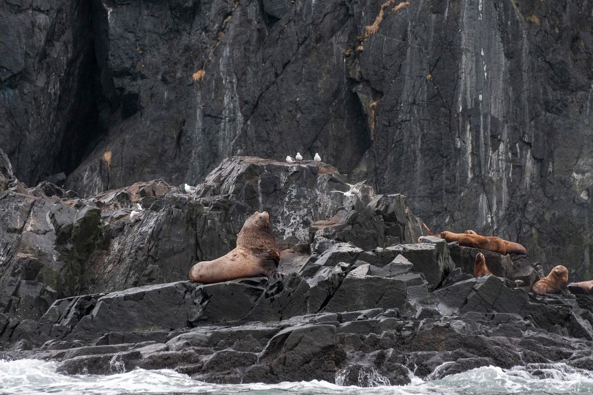 Камчатка за неделю