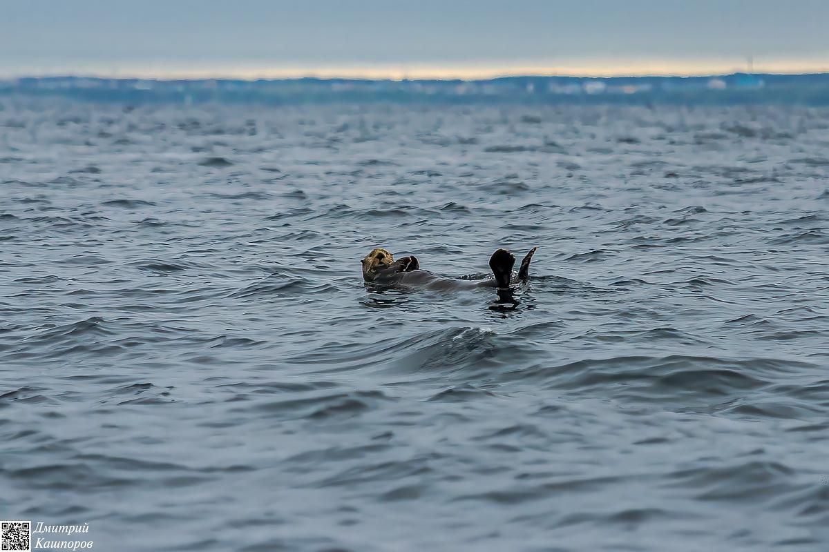 Кунашир, Шикотан и Хабомаи. Путешествие на другую планету