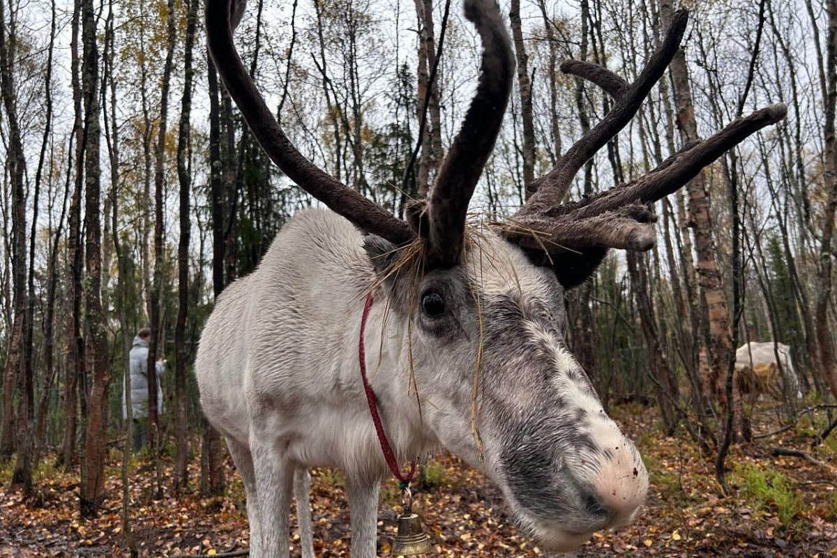 По волнам Арктики (пешая прогулка)