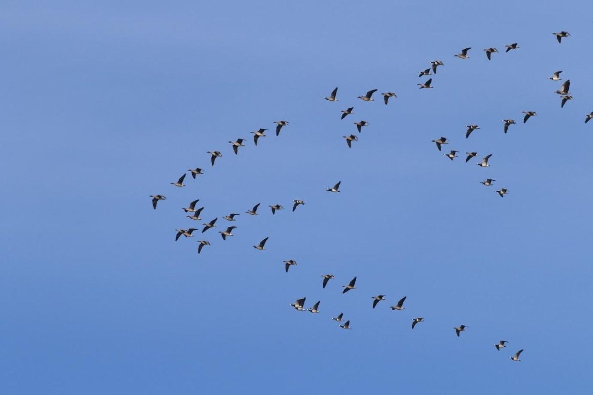 "НАУЧНЫЙ КРУИЗ ПО ОНЕЖСКОМУ ПОМОРЬЮ" -  путешествие с учёным