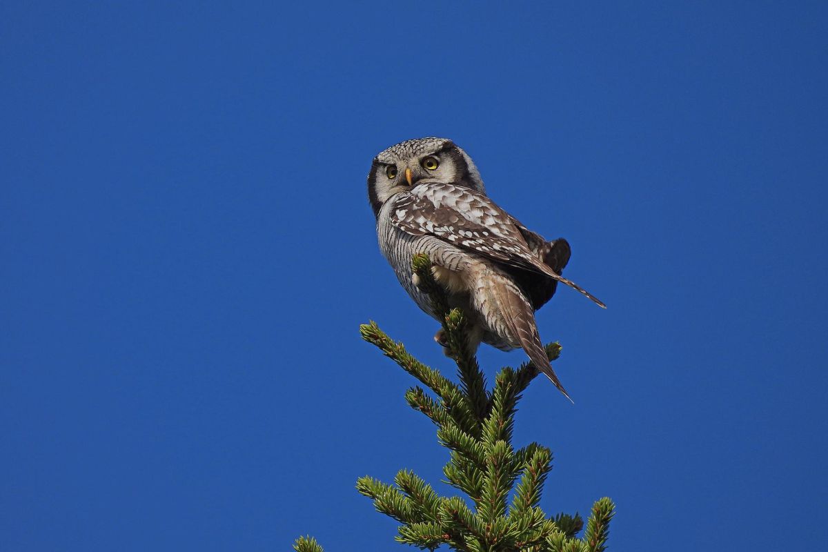 «Тайны северных сов»: двухдневный тур в Онежское Поморье