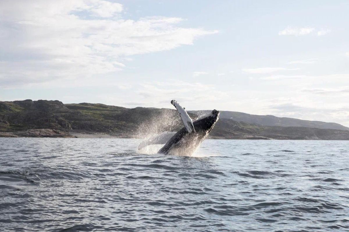 Териберка с китами