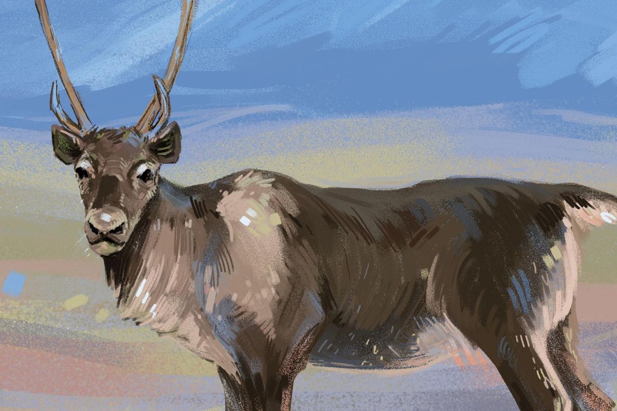 Арктика: через Лапландию к Ледовитому океану