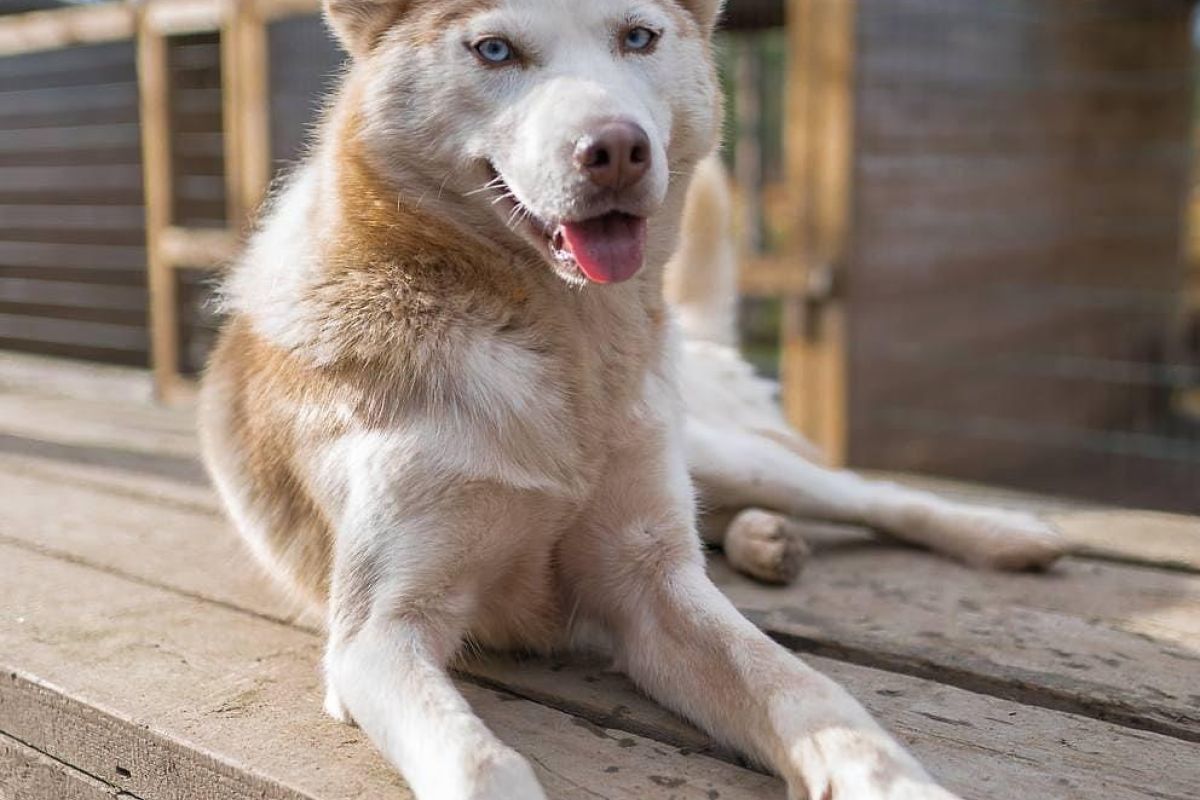 Саамские мотивы (зима)