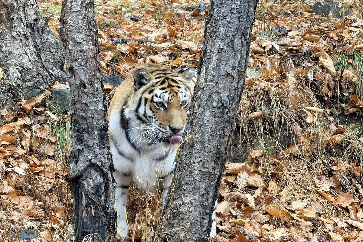 Тур "Приморье + Сахалин"