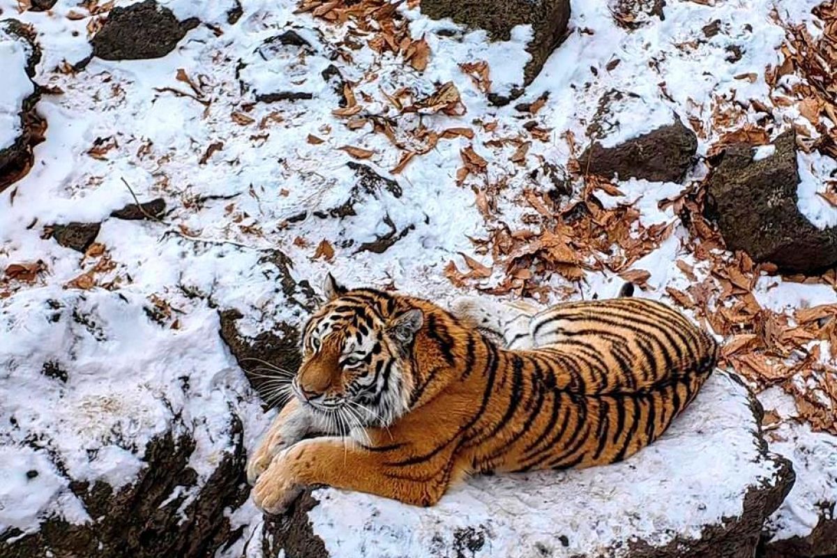 Сафари-парк + Стекляшка