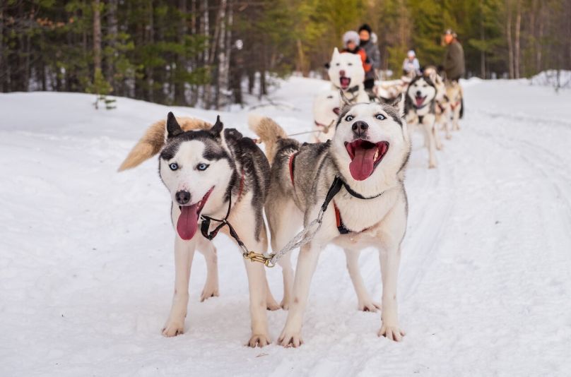 Прогулка на собачьих упряжках 