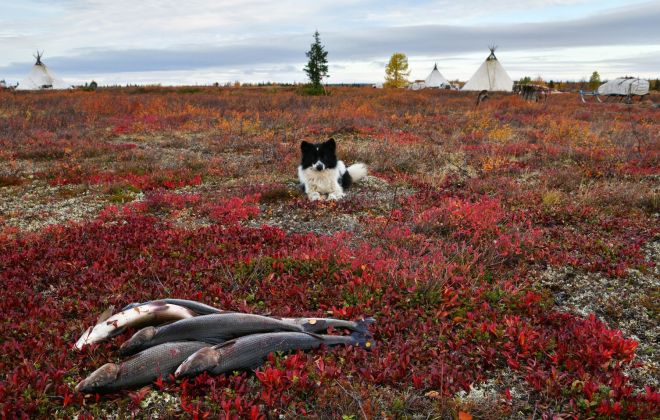 Кого ловить в тундре?