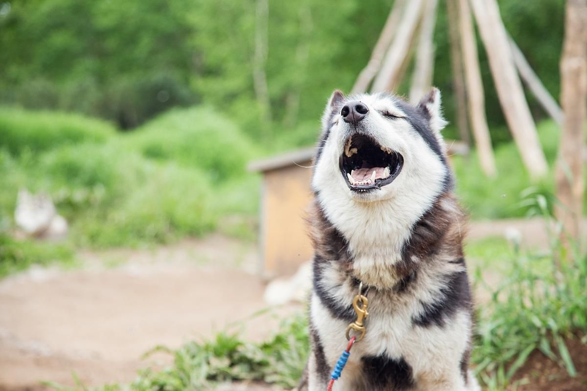 Свидание с Камчаткой в ИЮНЕ (комбинированный тур на внедорожниках, без палаток и восхождений)