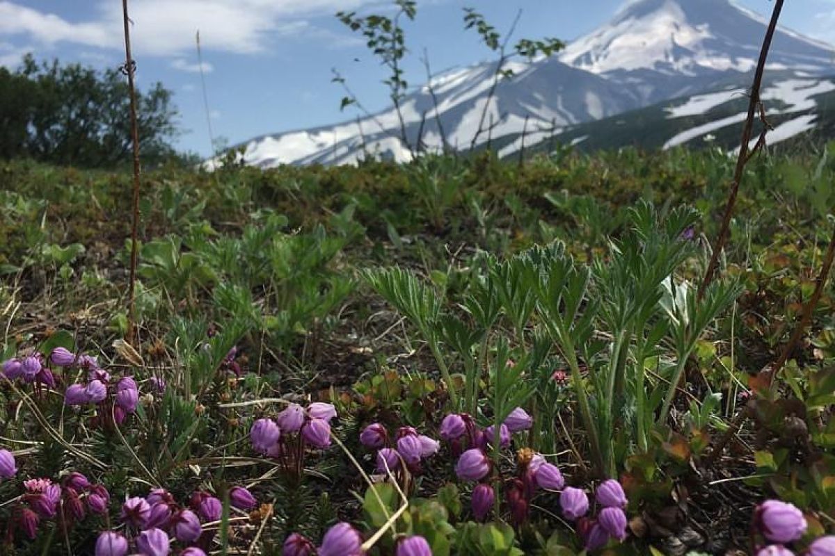 Джип-тур к Авачинскому вулкану (гора Верблюд) + «Черный пляж»