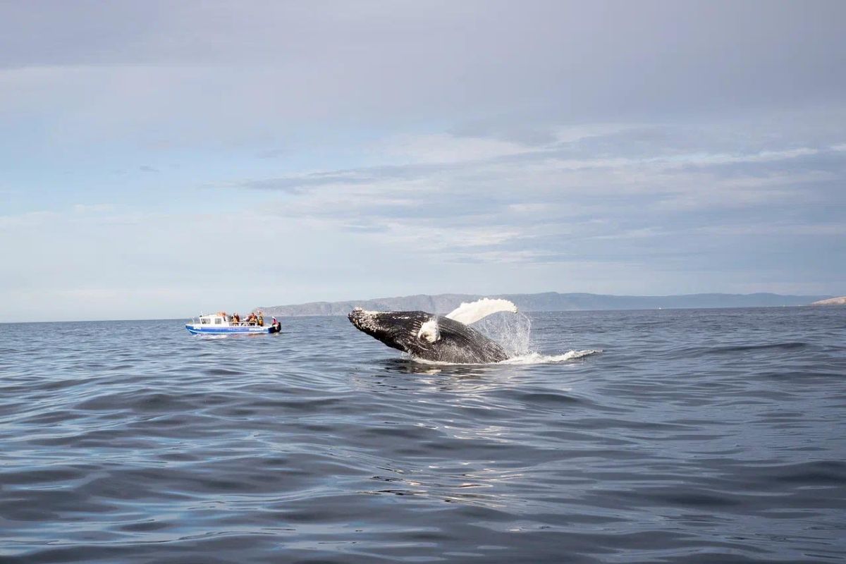 В Мурманске весна: Териберка - морская прогулка