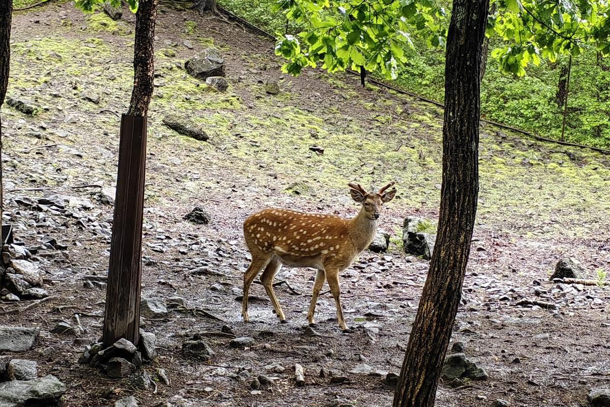 Тур "Приморье + Сахалин"
