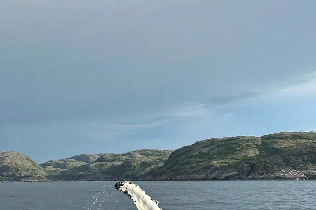 Бриз Баренцева моря: Териберка - морская прогулка