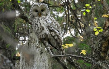 «Тайны северных сов»: двухдневный тур в Онежское Поморье