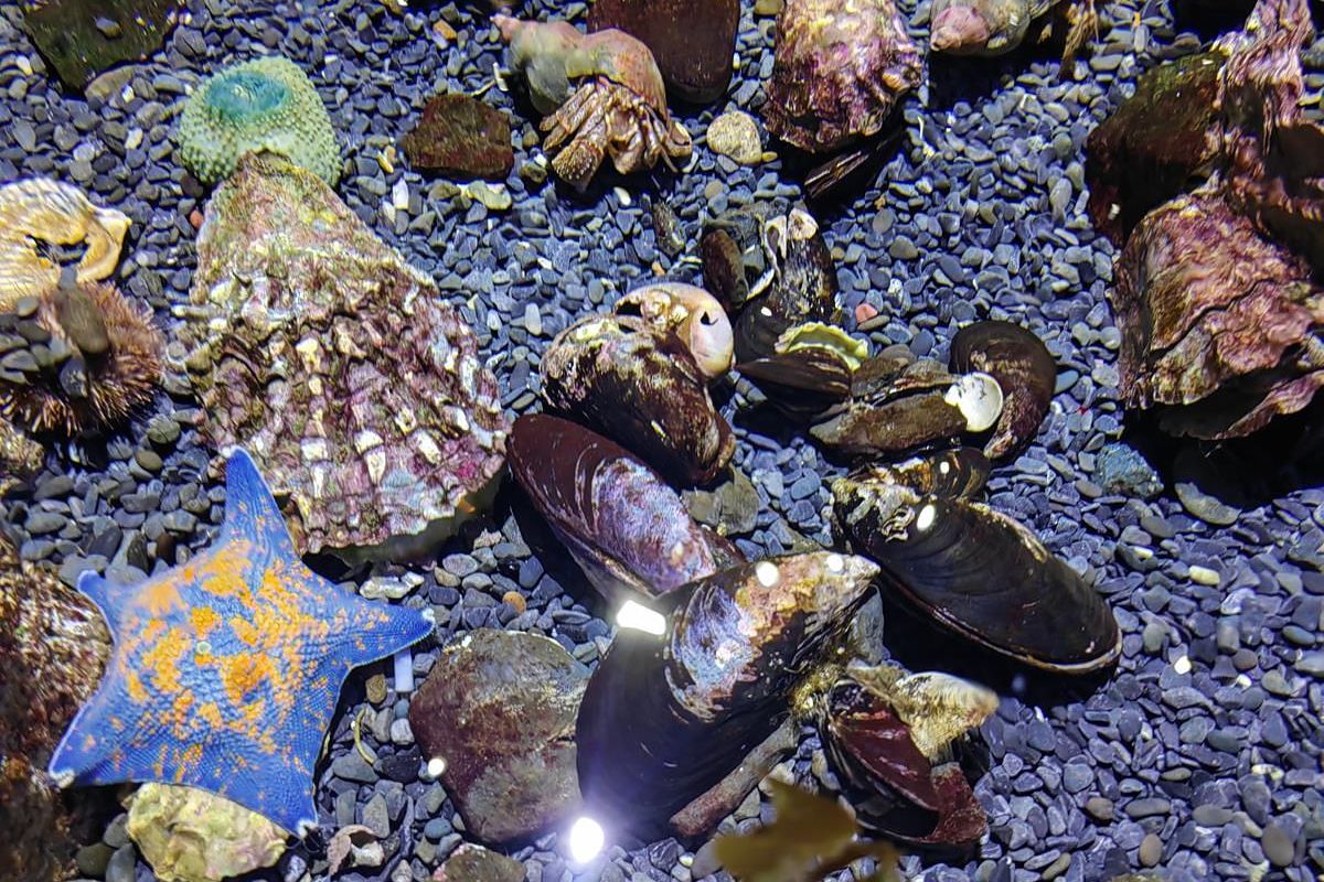 Тур "Лотосы и море"