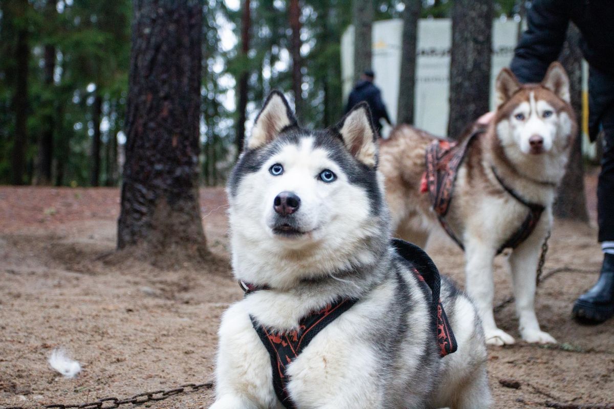 Майские праздники в Карелии