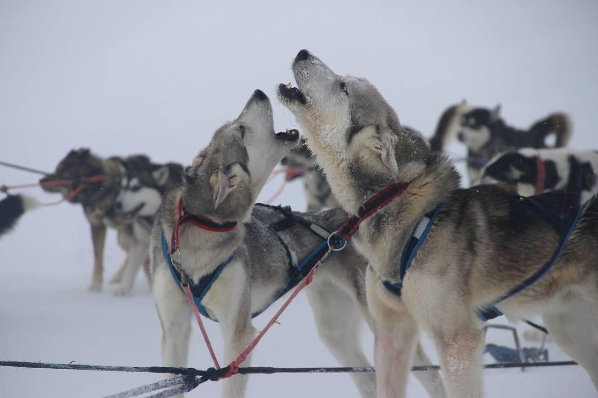 Весна на Камчатке