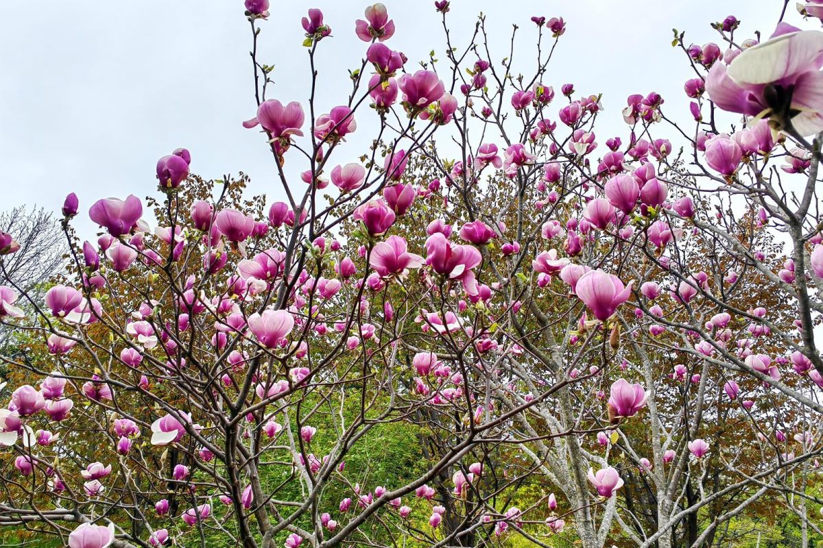 Тур "Дыхание весны у моря" (1 - 6 мая 2026)