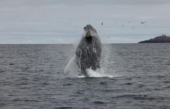 По волнам Арктики (морская прогулка)