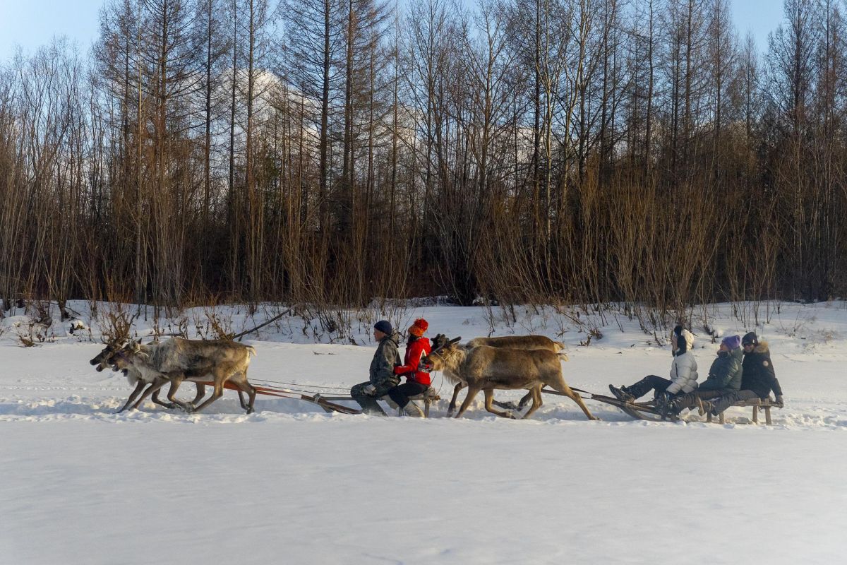 День Оленевода