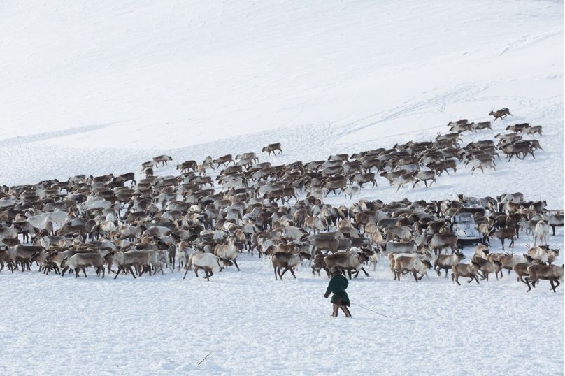 Олени на Ямале