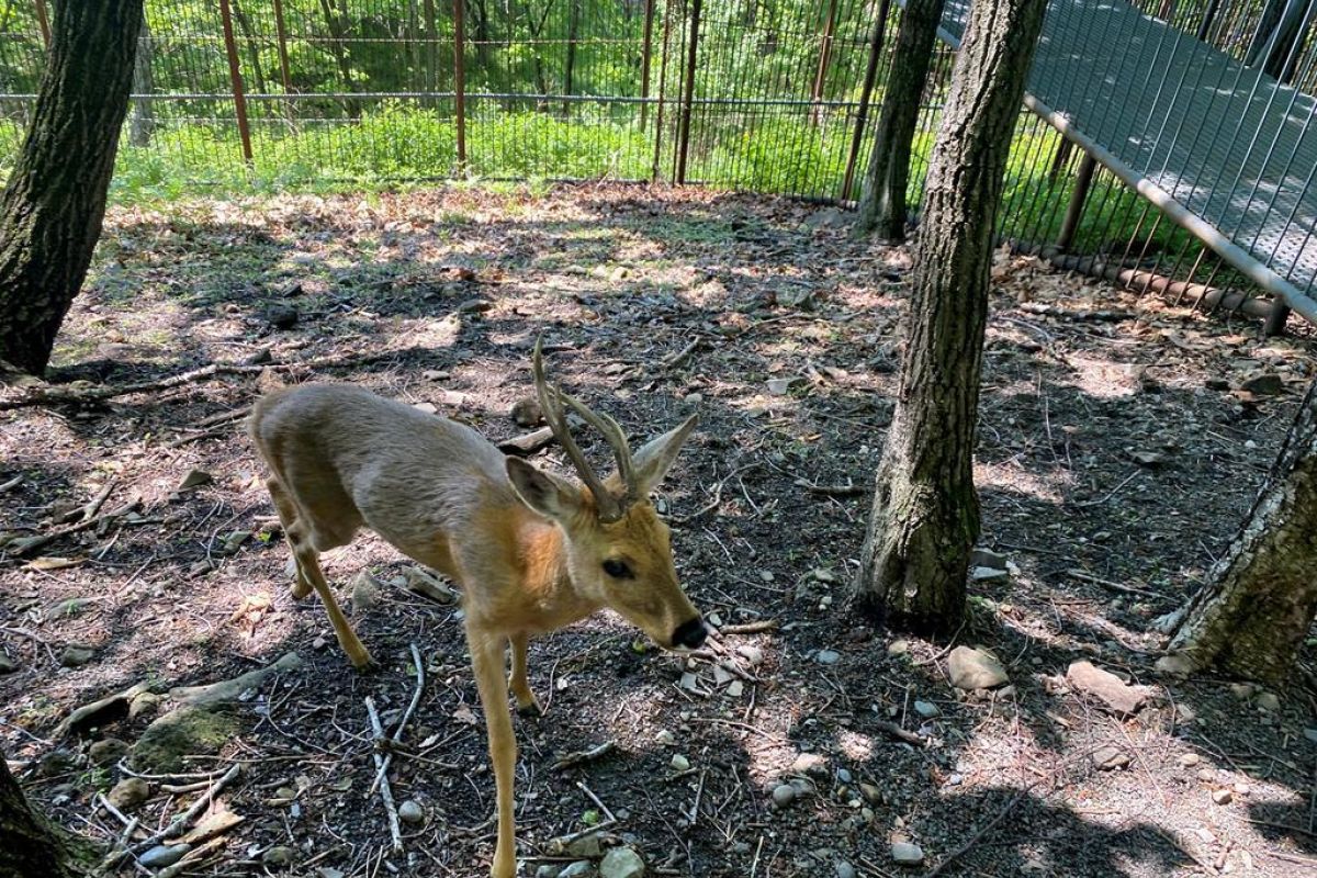 Сафари-парк + Стекляшка