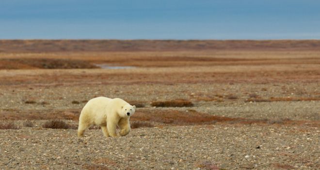 Остров Врангеля
