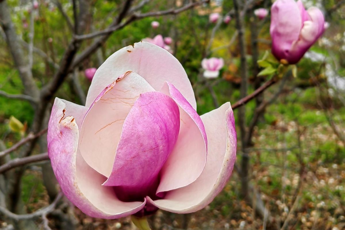 Тур "Дыхание весны у моря" (1 - 6 мая 2026)