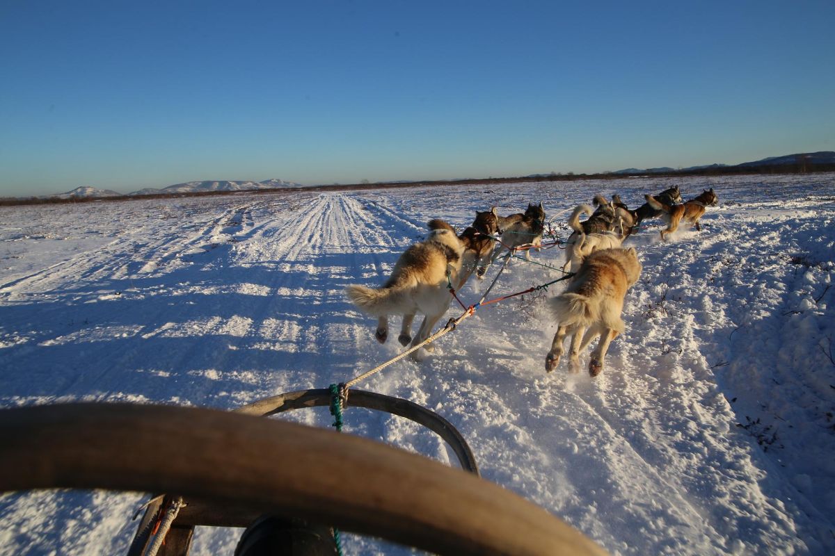 Экскурсия в питомник ездовых собак "Эйвет", катание на упряжках