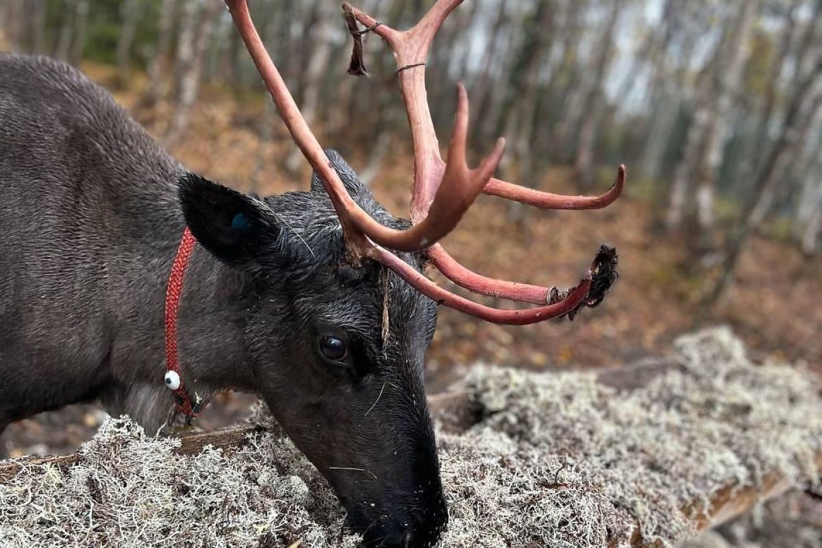 Бриз Баренцева моря: Териберка - пешая прогулка