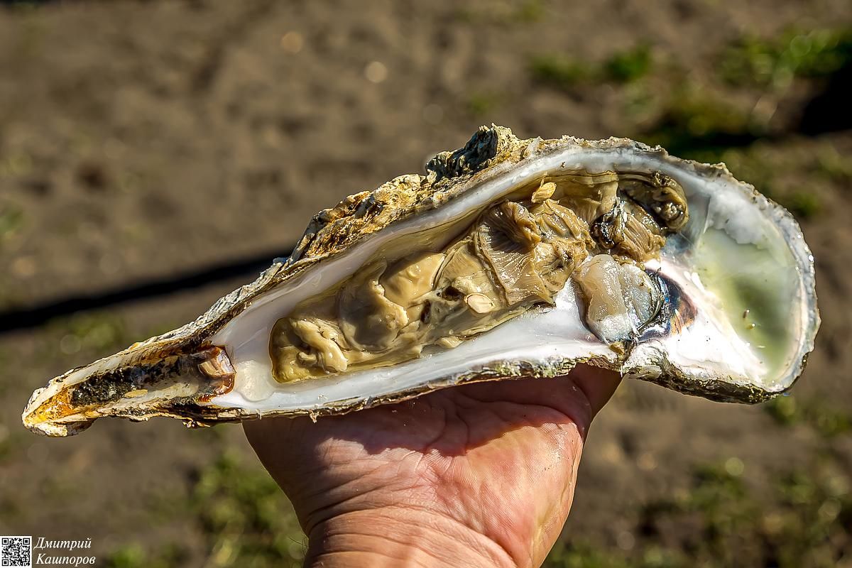 Сахалин, Итуруп, Шикотан и Кунашир с вулканом Тятя. Путешествие на другую планету