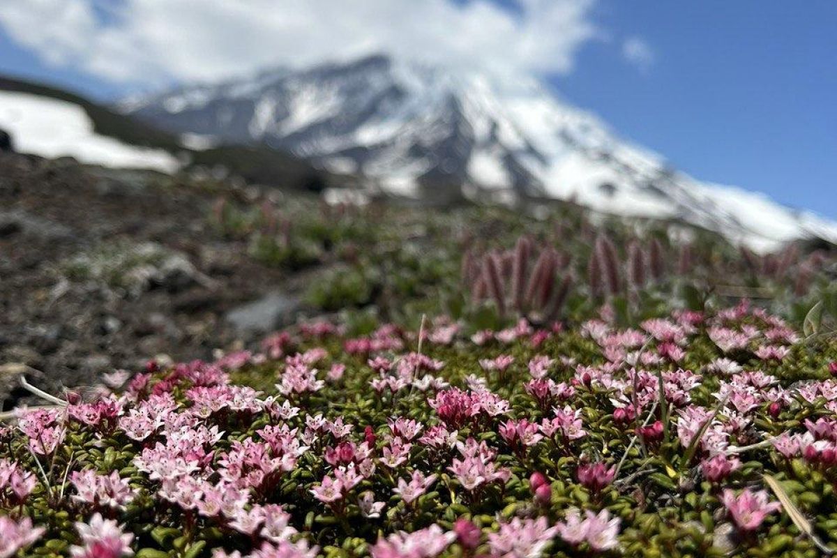 Камчатка. Июньская мозаика 2026