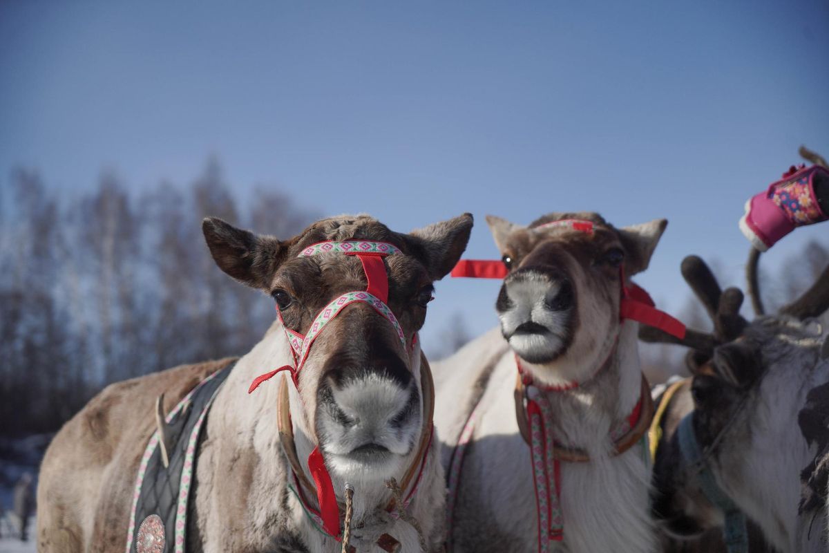 День Оленевода