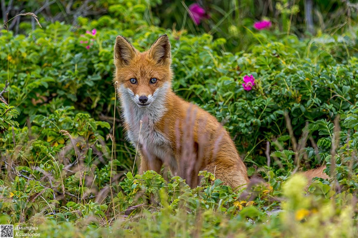 Итуруп и Кунашир. Путешествие на другую планету