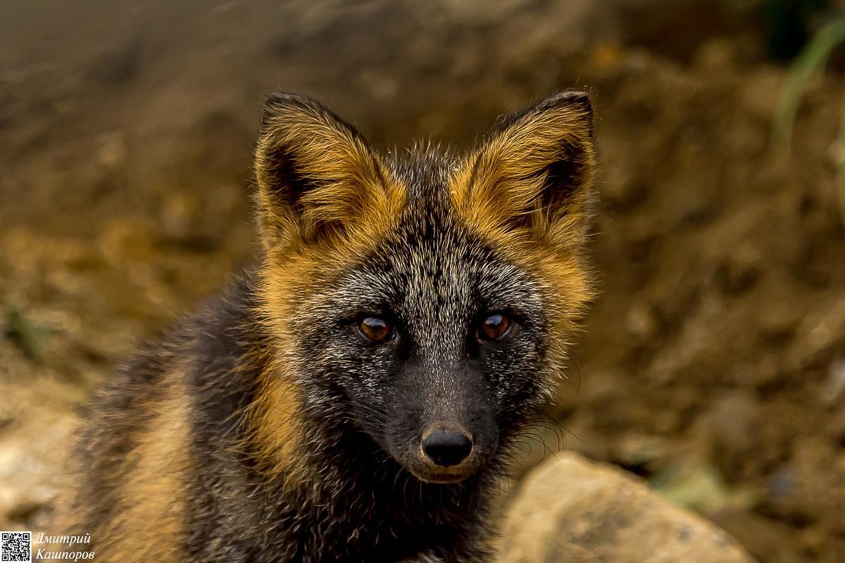 Итуруп и Кунашир. Путешествие на другую планету