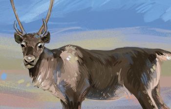 Арктика: через Лапландию к Ледовитому океану