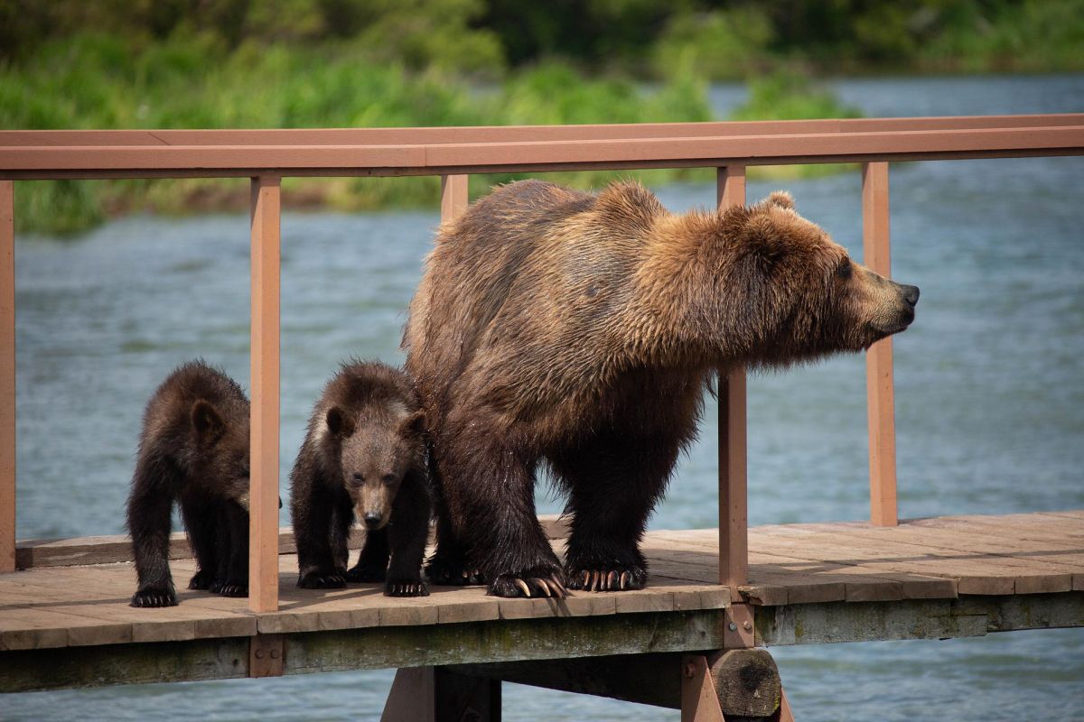 Вдыхай лето. Летний тур на Камчатку с PEAK 3'456