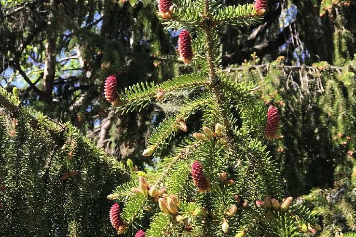 «ГРАНД-ТУР ПО КАРЕЛИИ + Соловки 3 дня» 2026