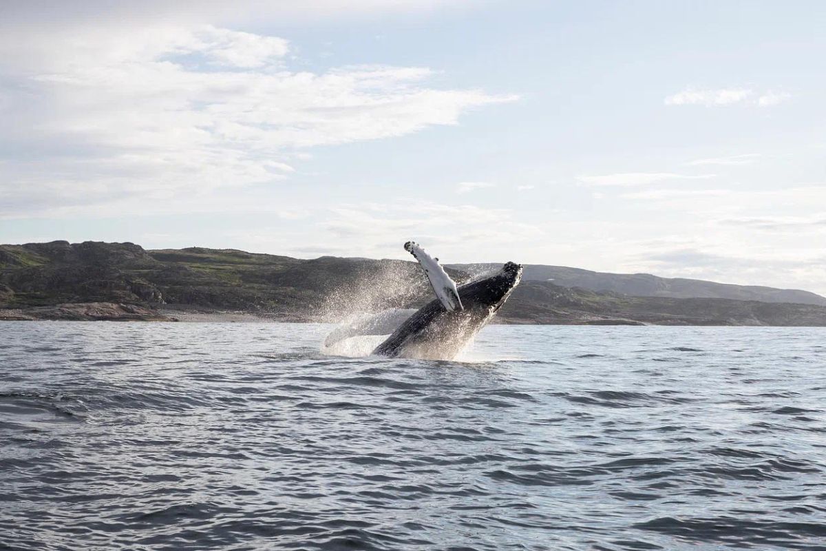 Горы. Море. Водопады (морская прогулка)